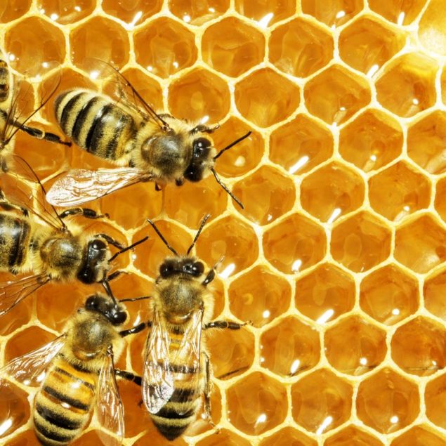 Κερί μέλισσας – Vegan?